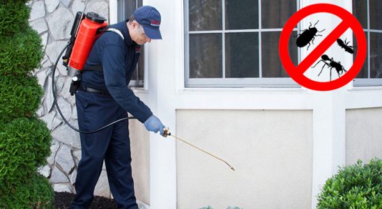 Mudanya Pire İlaçlama böcek ilaçlama ve haşere kontrolü — ilaclama-tr.com
